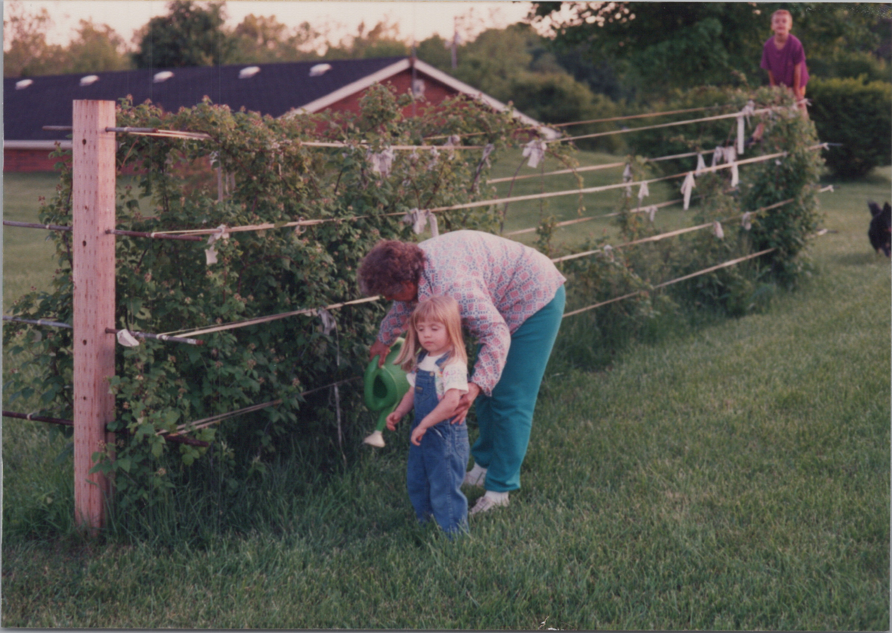 Black berry picking (I'm the idiot climbing the rebar in the back).